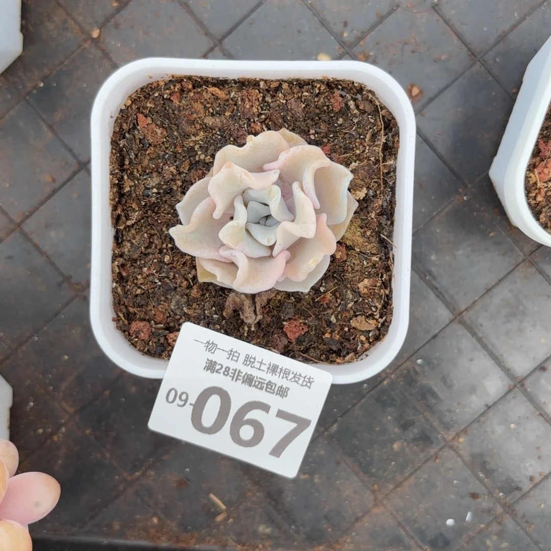 芭蕾舞者单头多肉多肉