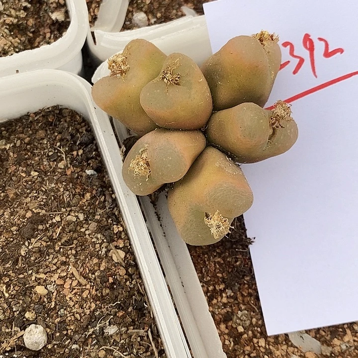 22392。  大颗多头。