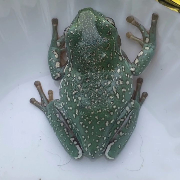 老爷树蛙24h蓝子代09号