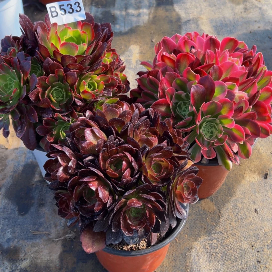 8****?法师多肉组合533