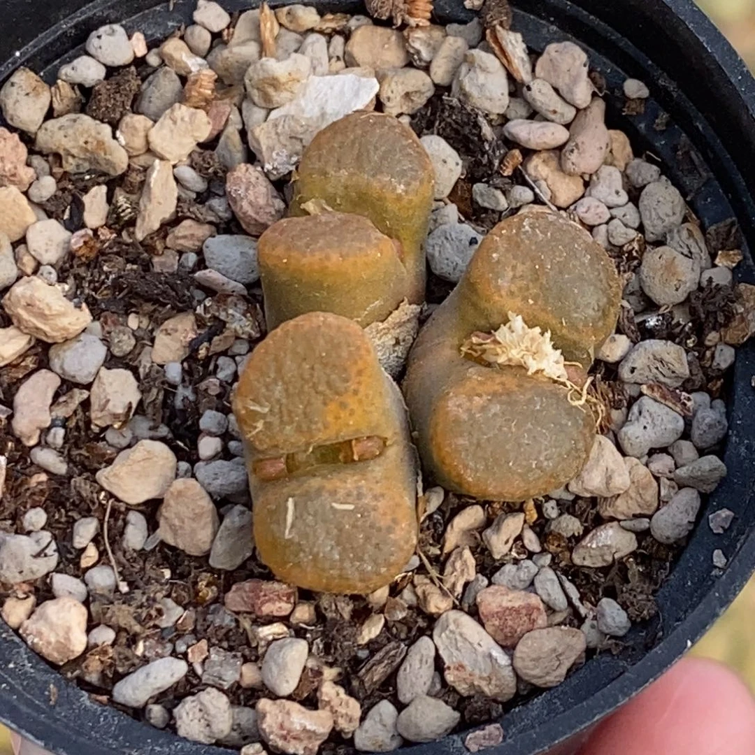 5860 三头蛋糕风铃玉