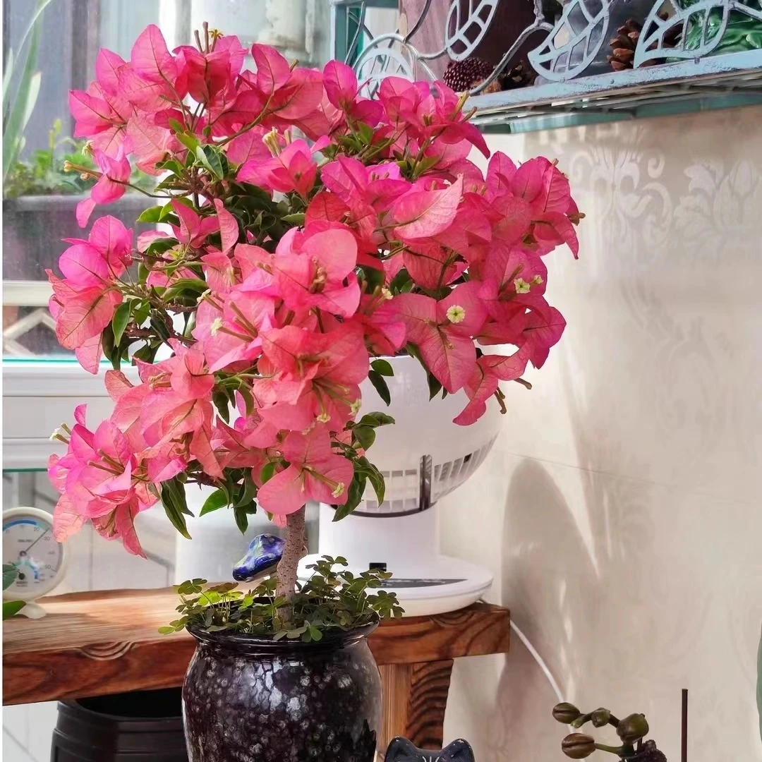 【卡亚塔】三角梅H四季开花阳台庭院可爬藤不带盆不带花