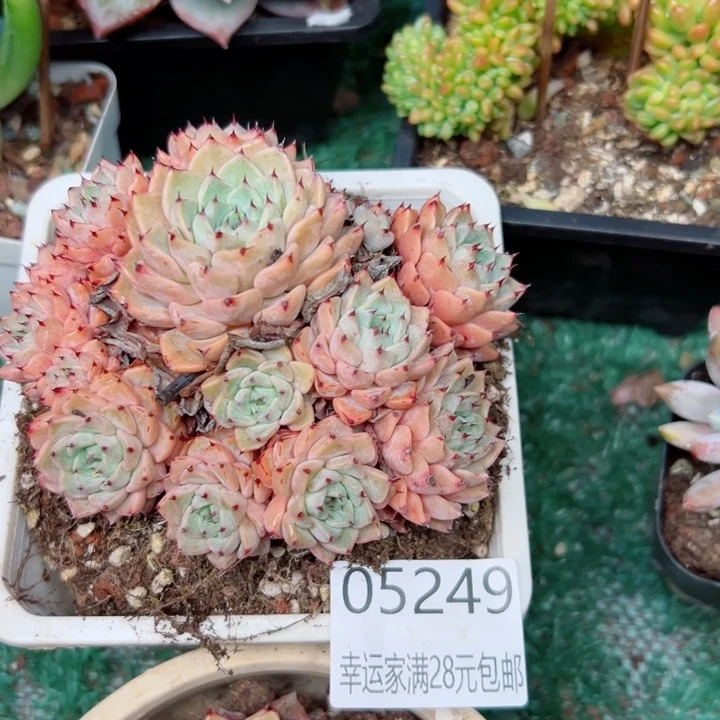 幸运的是我还没遇到过