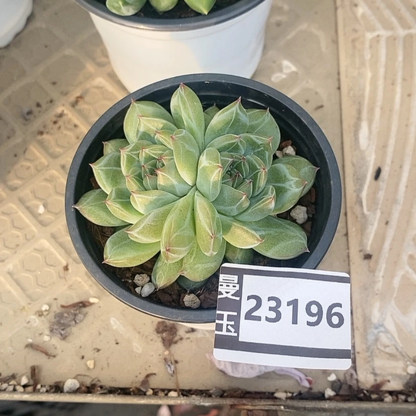 【闪购商品】雪花珍妮23196