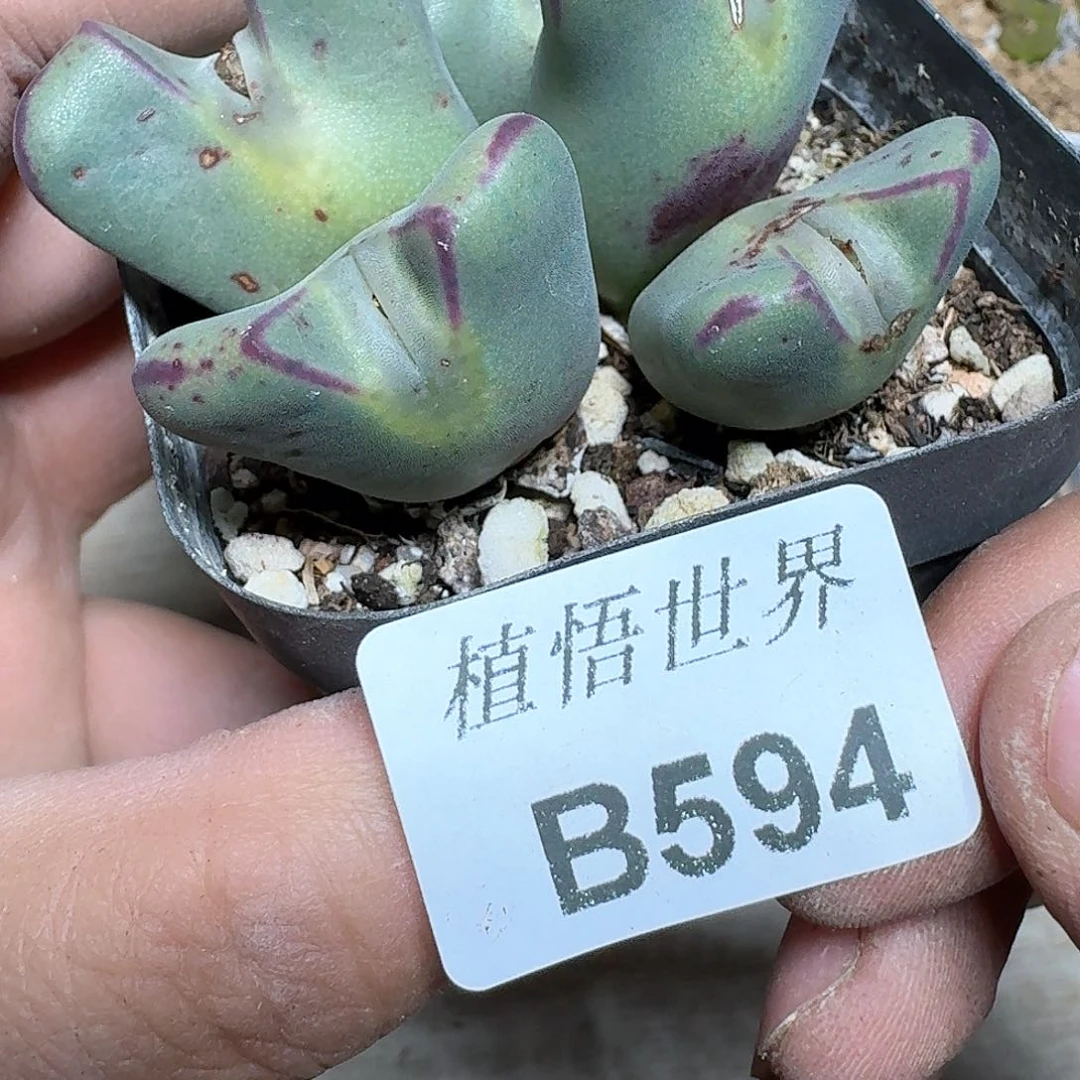 594盒多肉植物哇fv