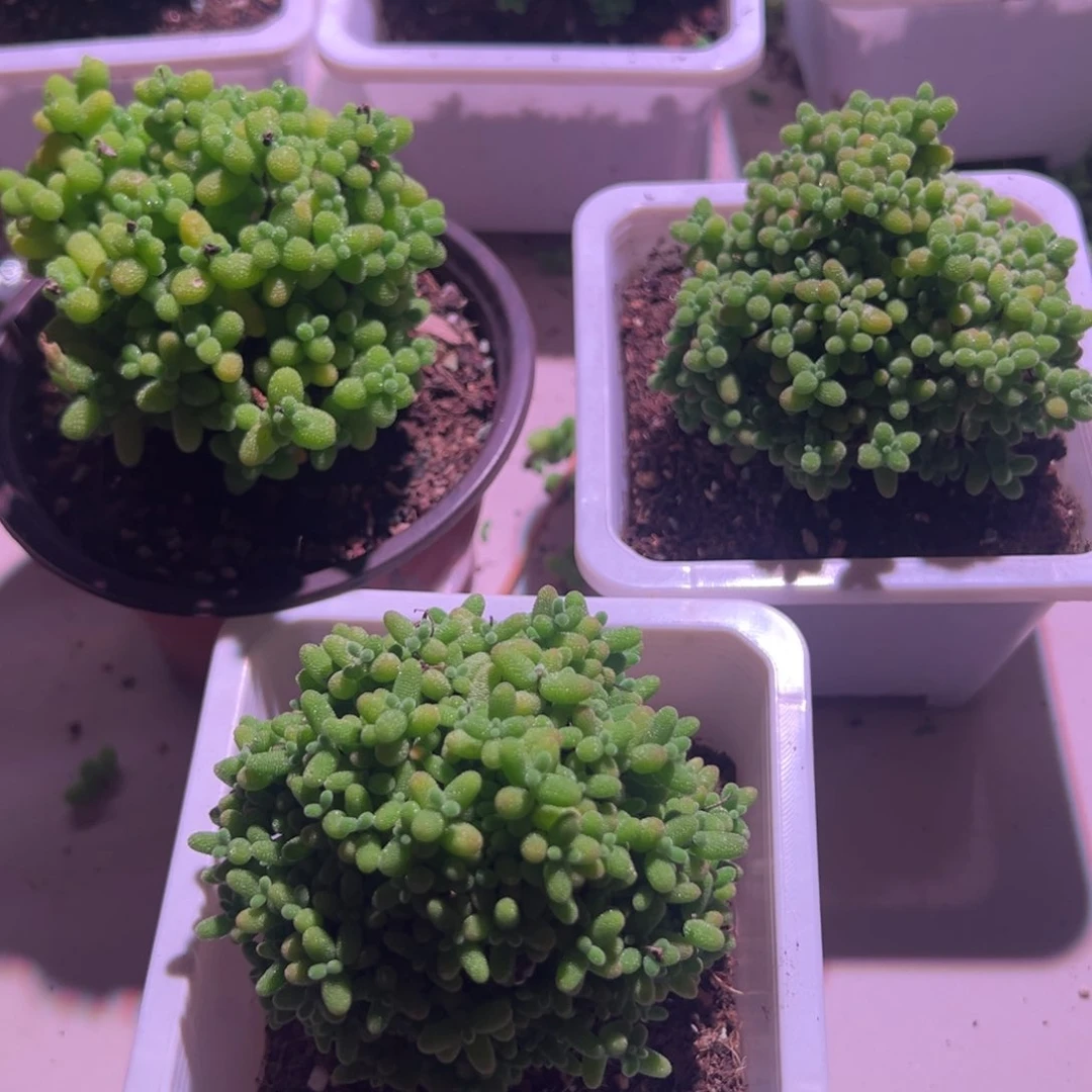 福利款带盆土发货一物一拍