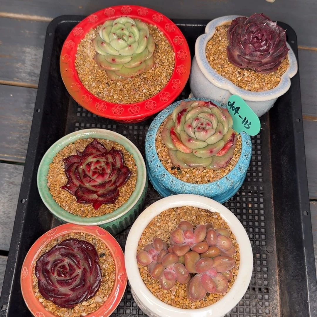 从前慢多肉精选编号0104.113