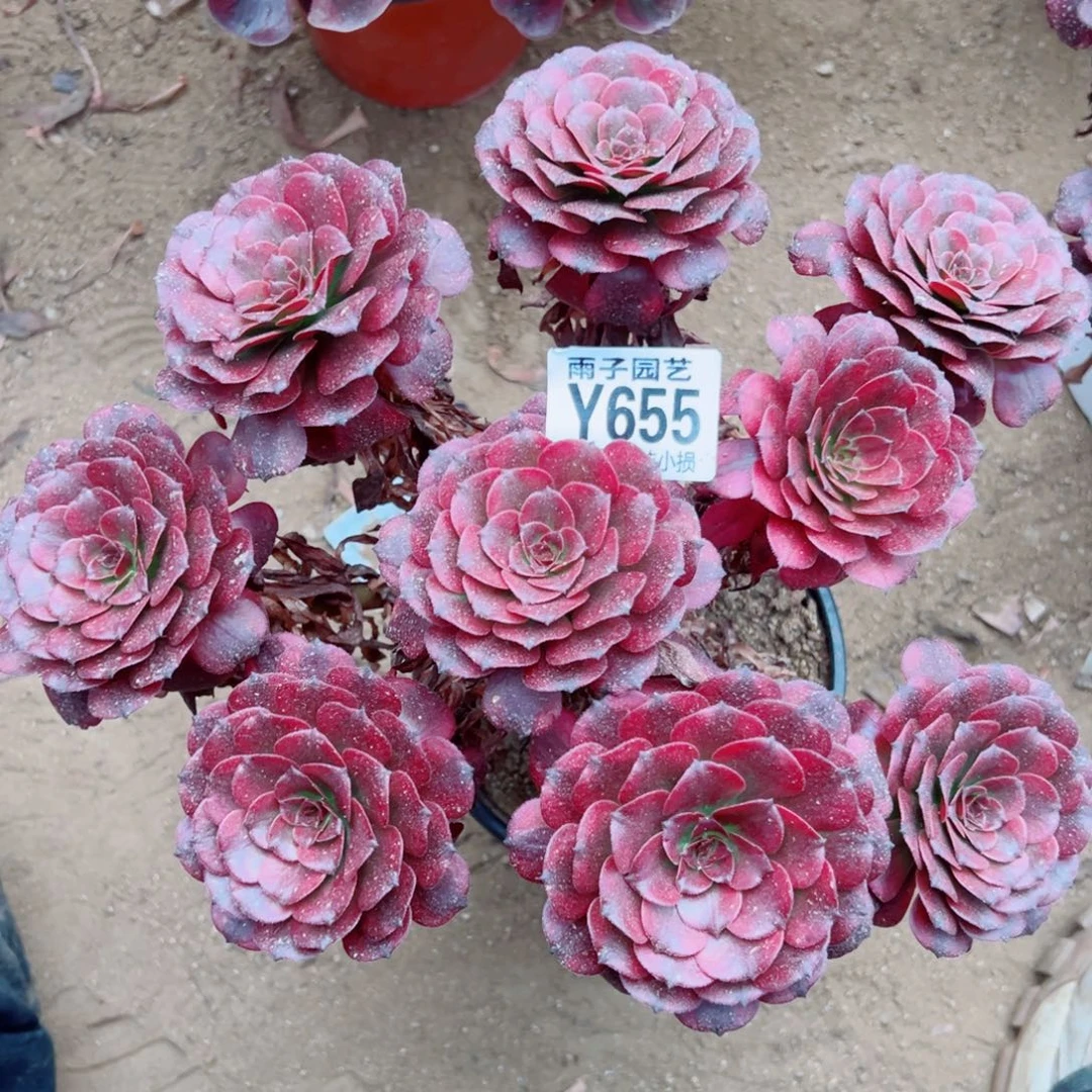 655美姬尺寸20左右