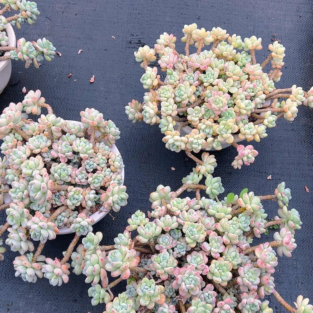 飘枝劳尔，满18包邮