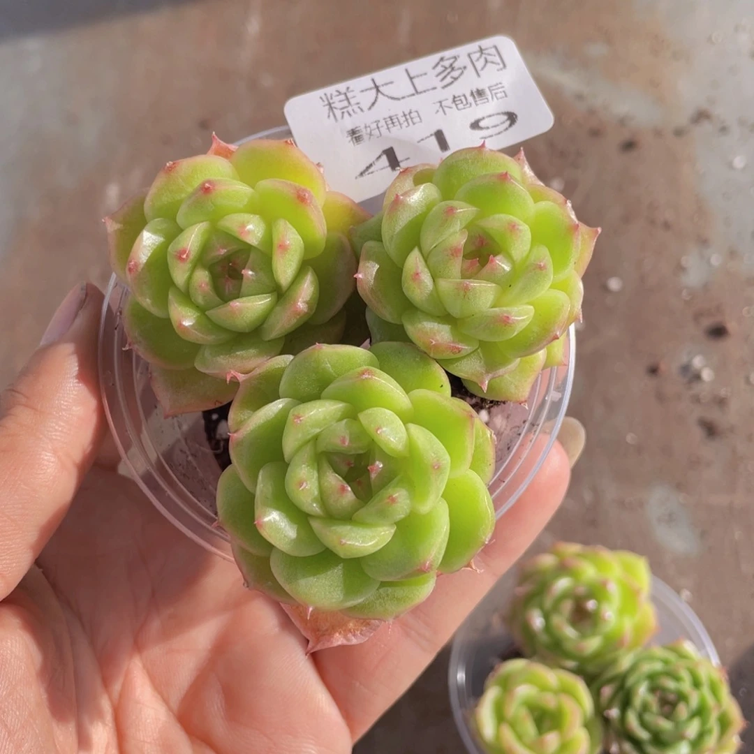 糕大上多肉植物419