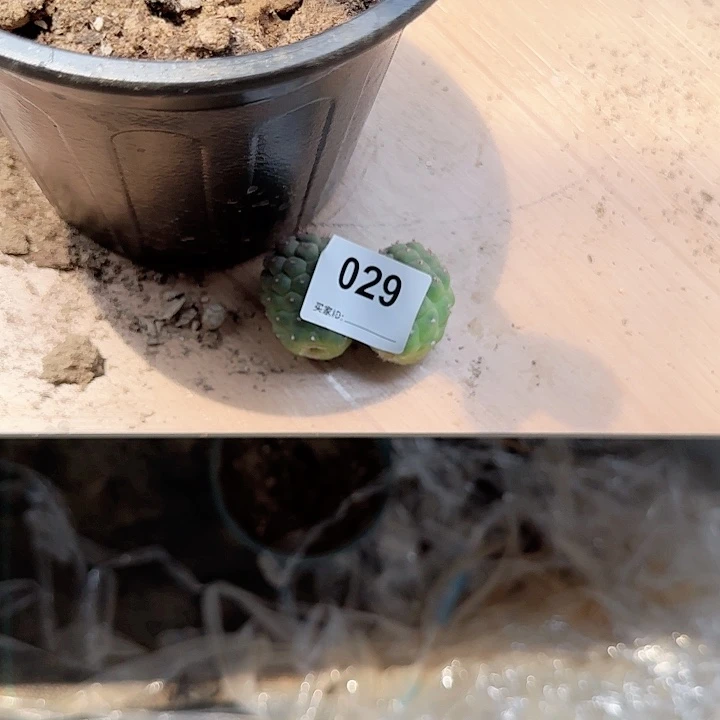 笙**梦习志野侧芽两个029