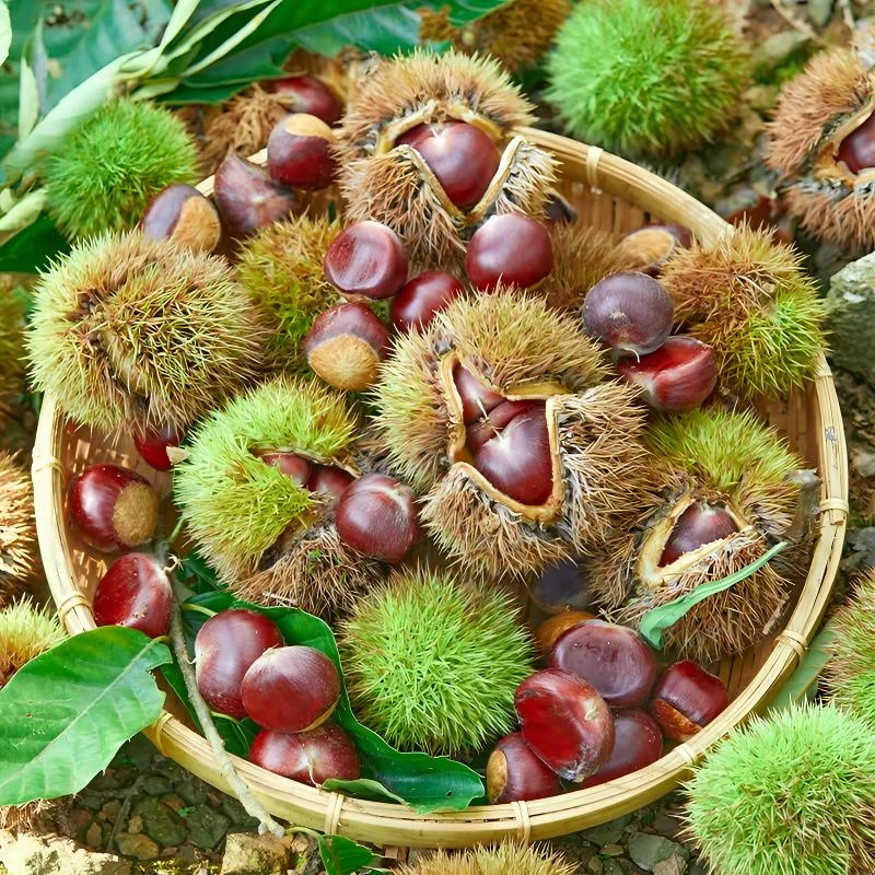 云南高山老树板栗新鲜头茬老品种板栗生吃脆甜熟吃粉糯