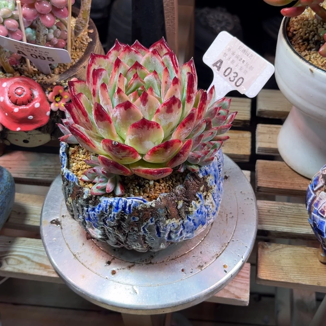 红拉糖手捧多肉植物dulvhen