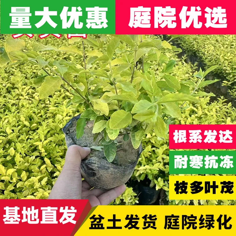 金森金冠金叶女贞苗篱笆苗庭院工程绿化色块苗木彩色四季常青杯苗