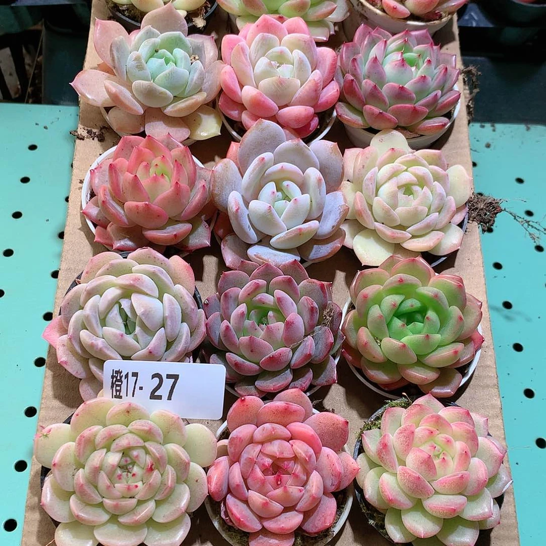 17-27一物一拍带盆18颗。