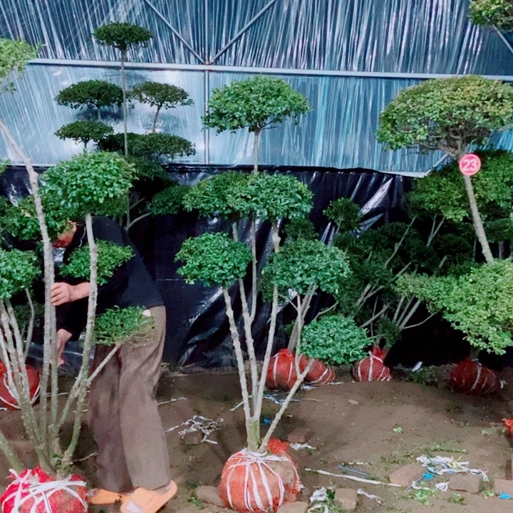 一物一图一物一拍