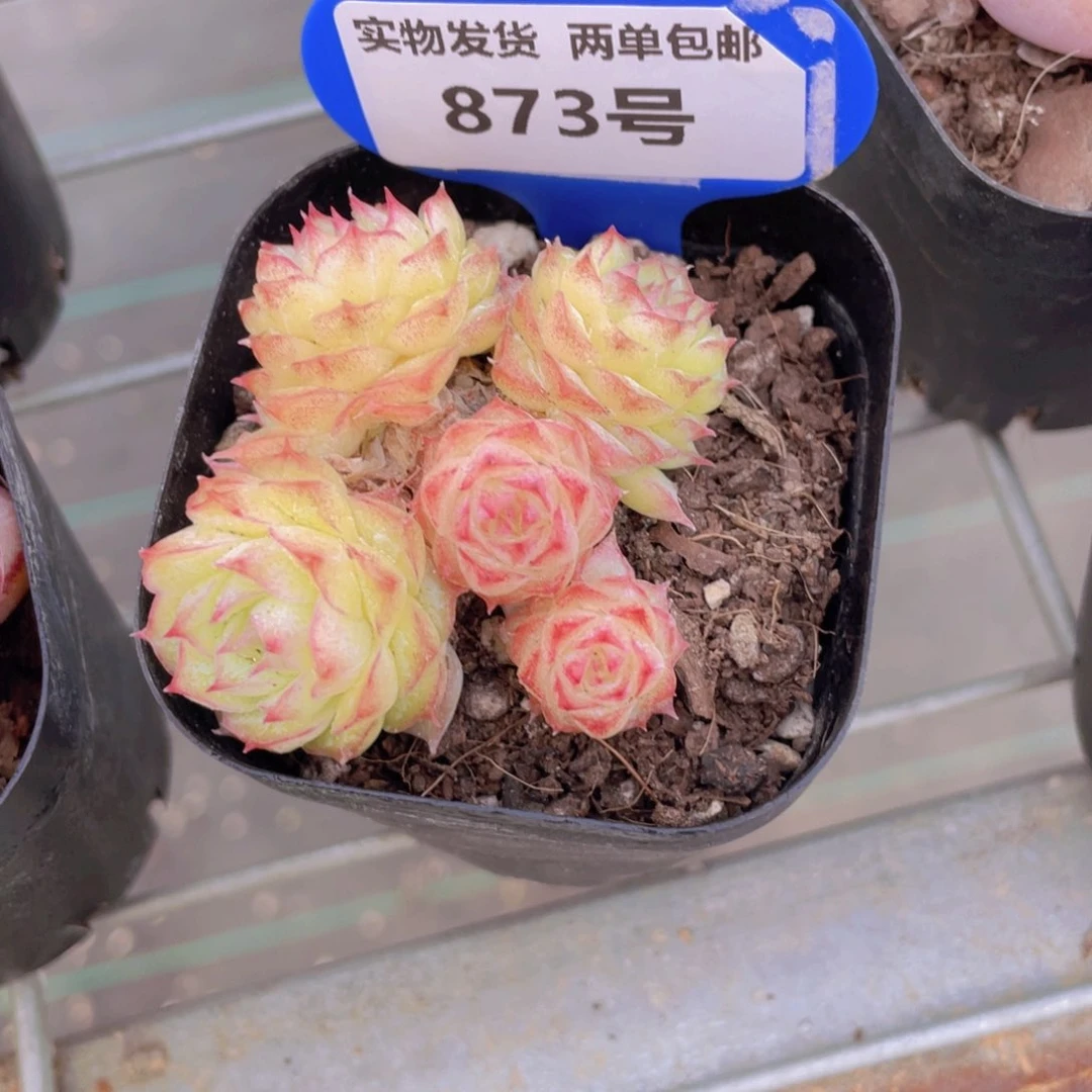 873号 全状态胭脂雪多头群一个