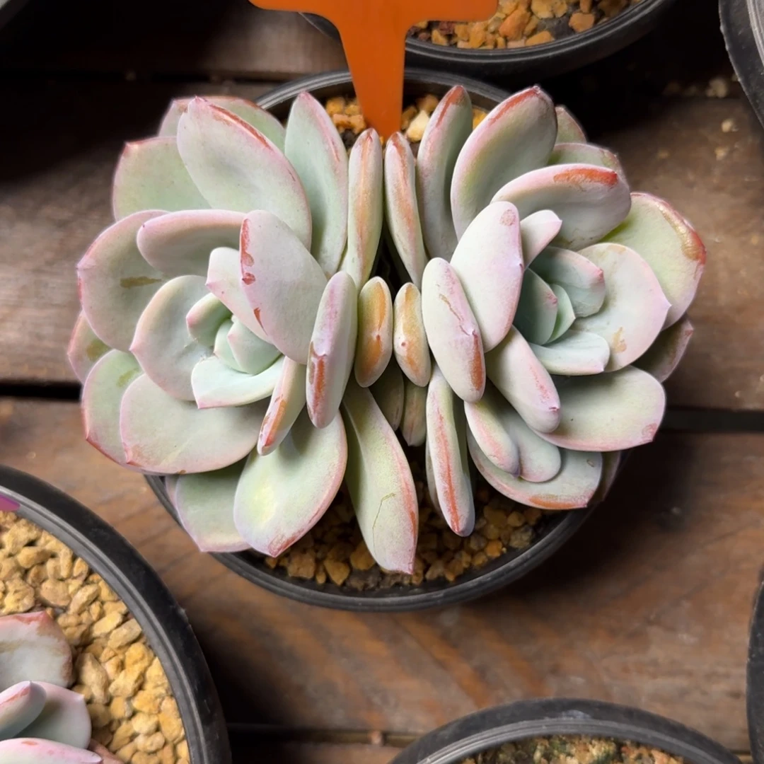 福利奶茶222222222222222