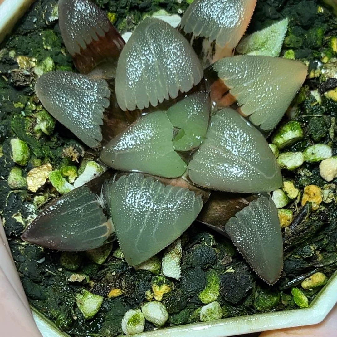 X****狗恭喜发财大吉大利733