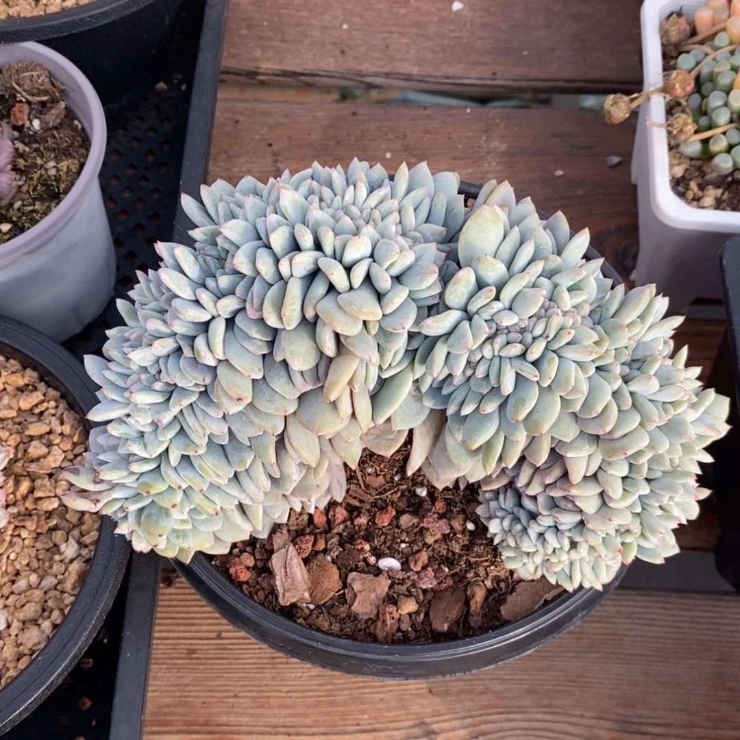 全**折星影缀化多肉植物