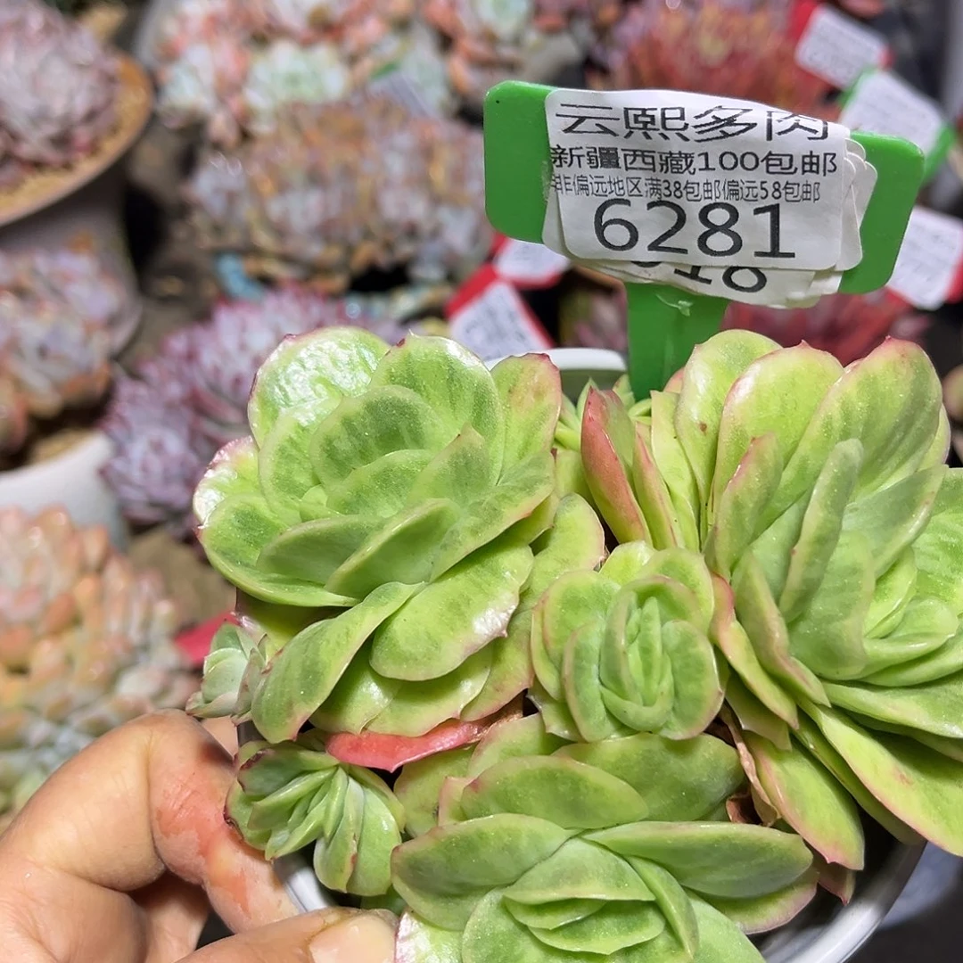 6281冰玫瑰锦。