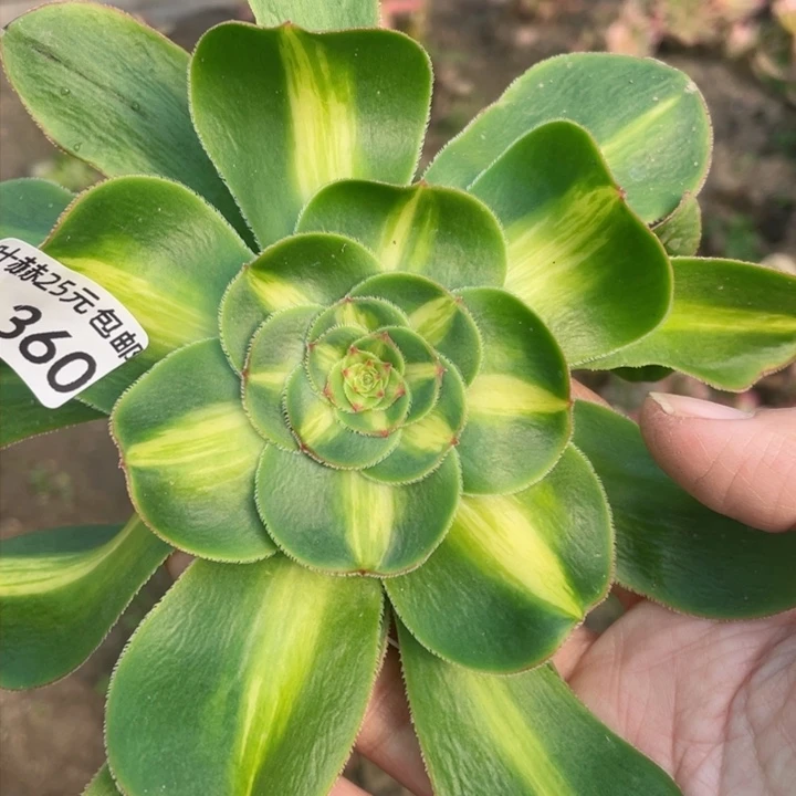 360暴君砍头12345688多肉