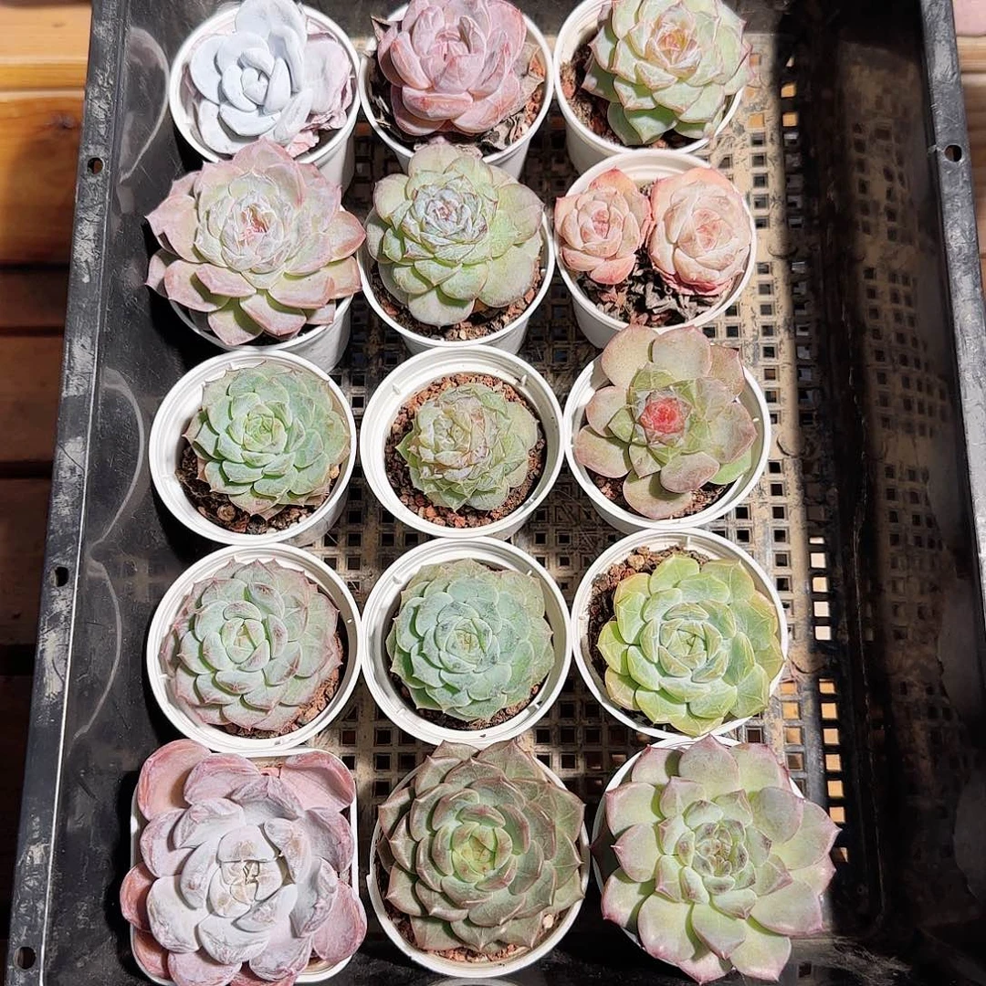 多肉框拍1024--06