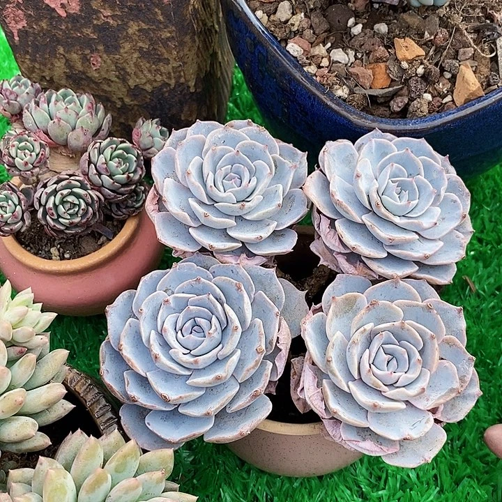 华*爷蓝石莲老桩整无砍多肉