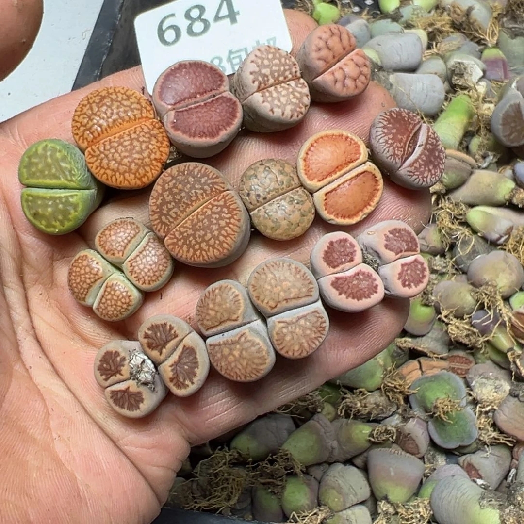 【闪购商品】 684。