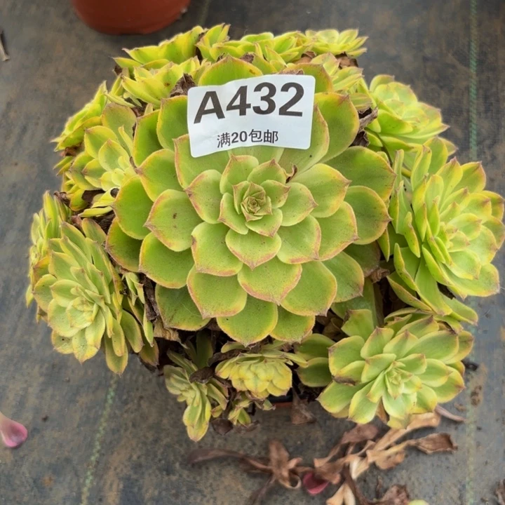 瑞妈多肉植物，432斑斓
