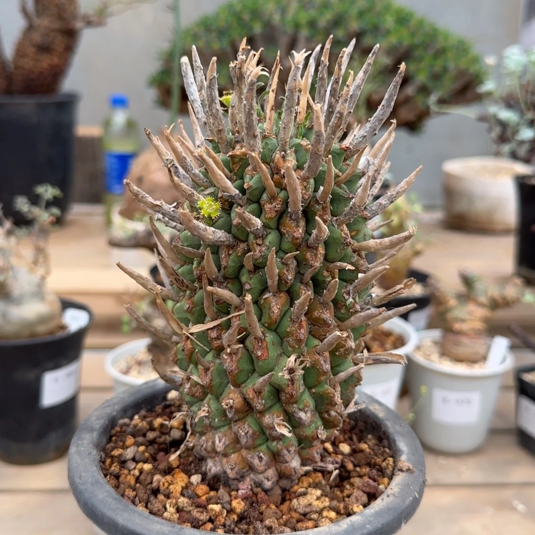 斗牛角大戟块根植物