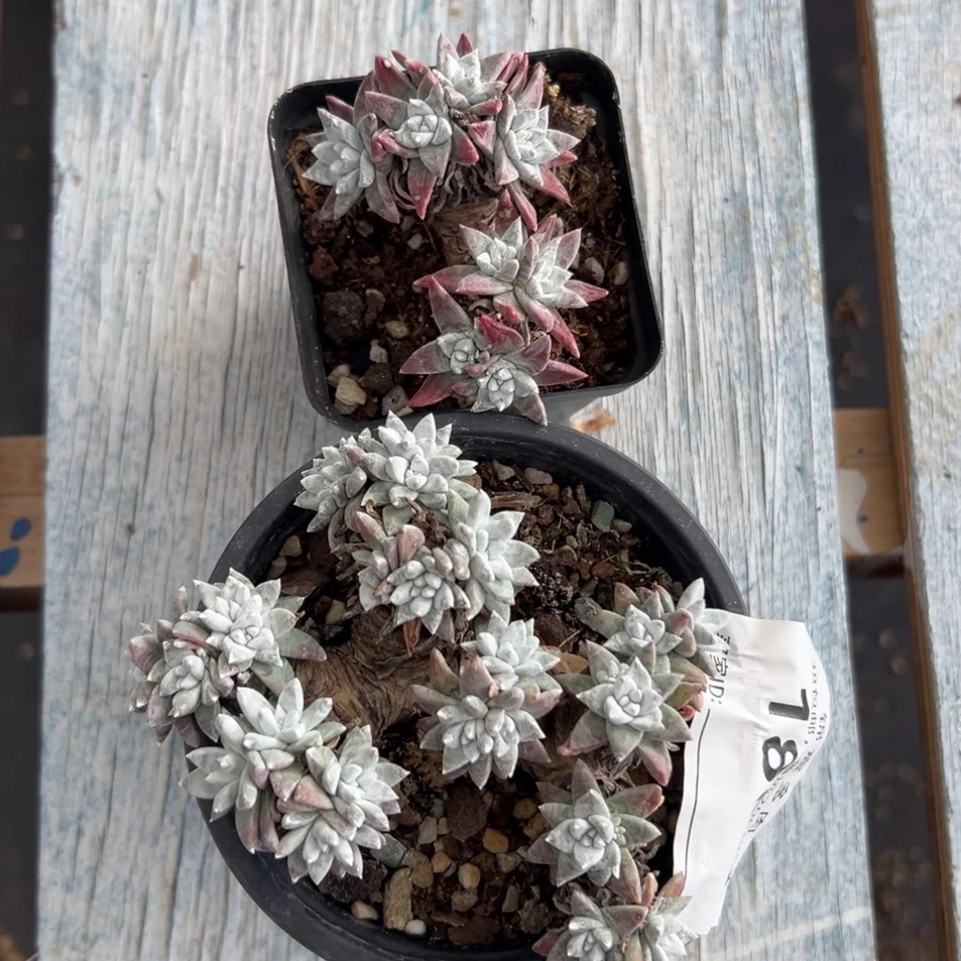 两棵～可可爱爱1806