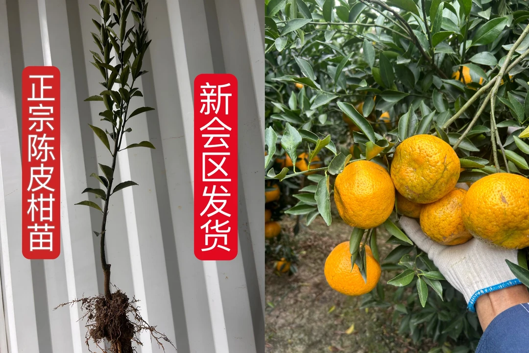 东甲正宗【陈皮柑苗 新会区发货】大红柑 小青柑 杯苗  高产陈皮树