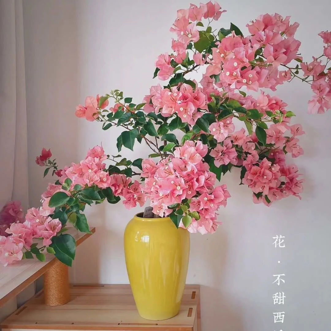 【不甜西瓜】三角梅西瓜花盆栽四季开花好活运输会掉花落叶介意勿拍