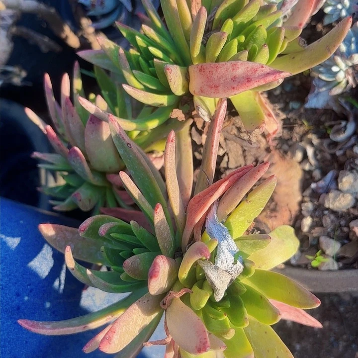 仙女杯多肉植物盆栽