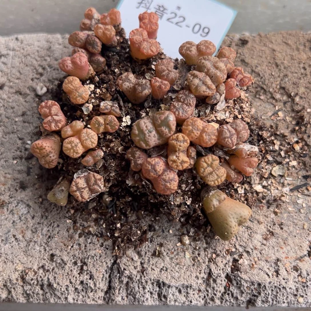 22-09肉锥多肉植物