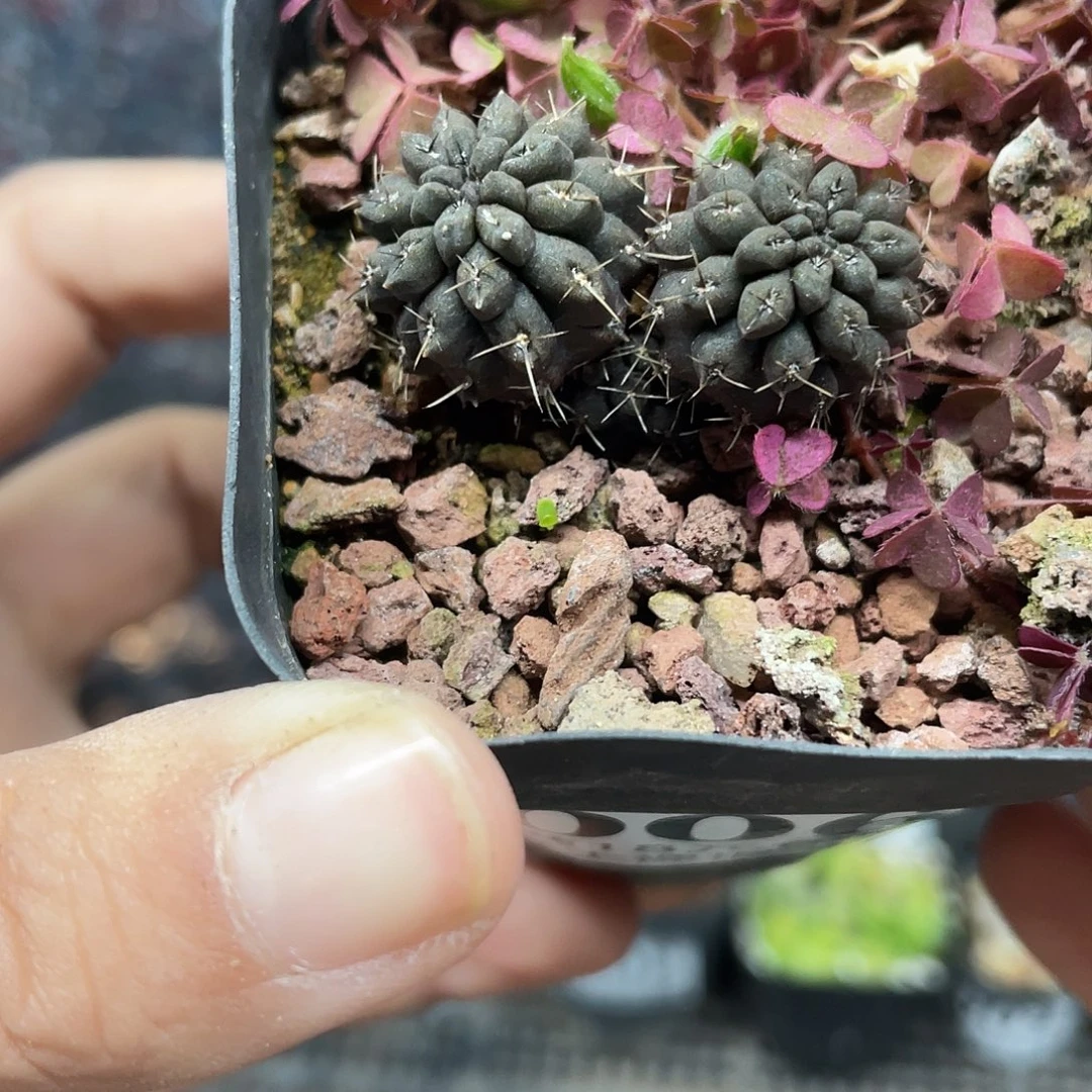 006双头豹头（满18元包邮）