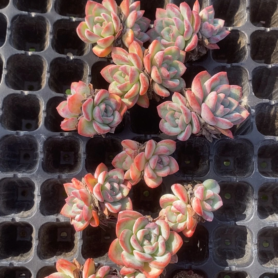 泡芙双头2颗量拍多肉满20元包邮满26送一颗