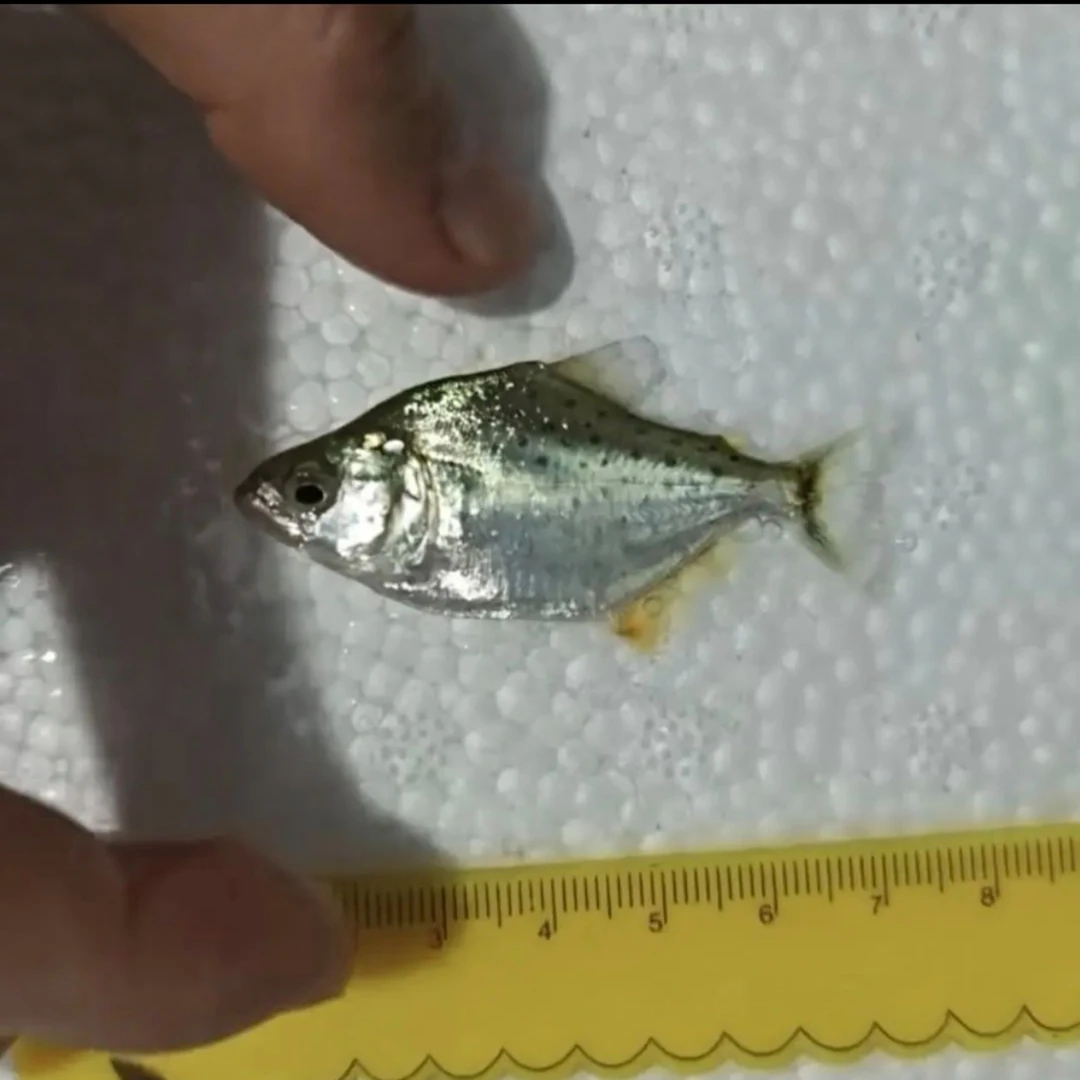 秘鲁黑色猛鱼全品现货顺丰直发