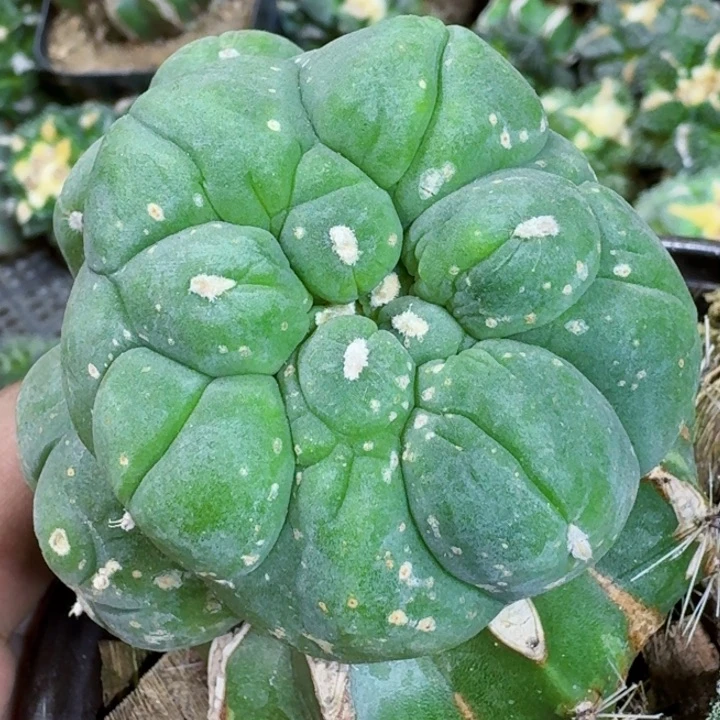 福利苗接大尤721