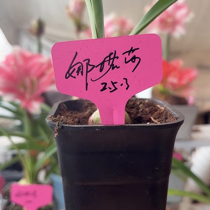 无花朵娜塔莎直径2.5-3