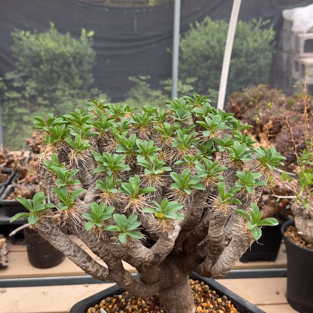 鬼切阁大戟块根植物