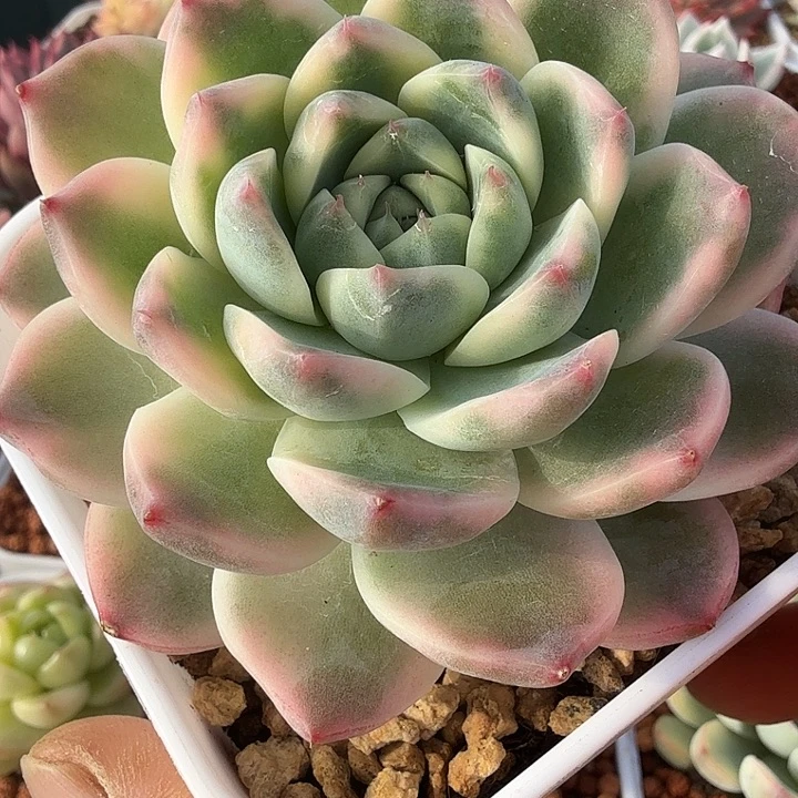 西施锦多肉锦植物