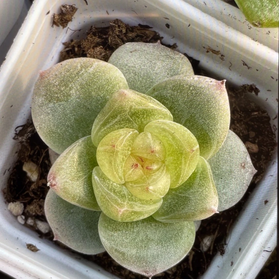 白珍梦20粒，好看新品