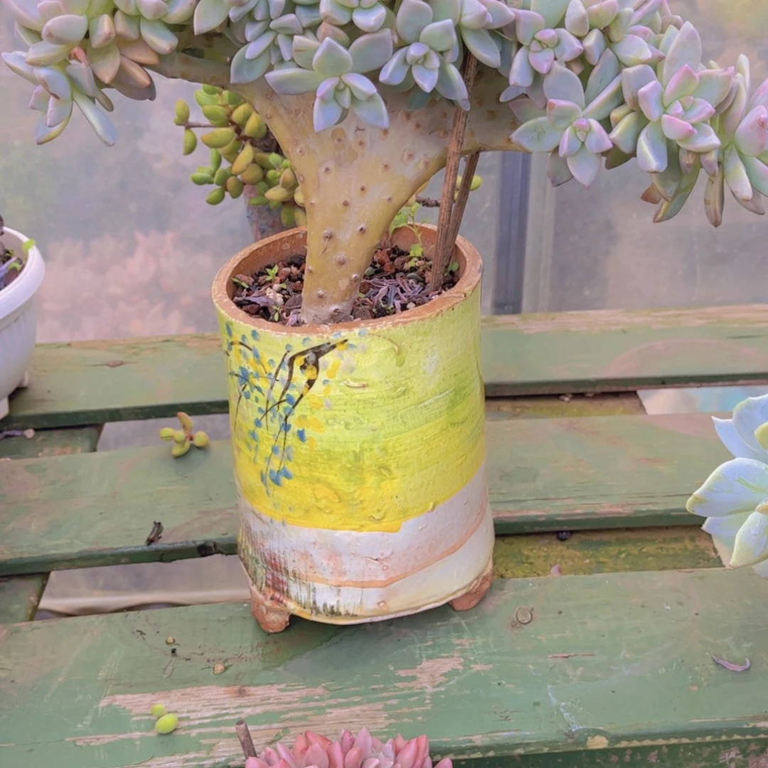 冉***姐多肉植物保护研究所所长