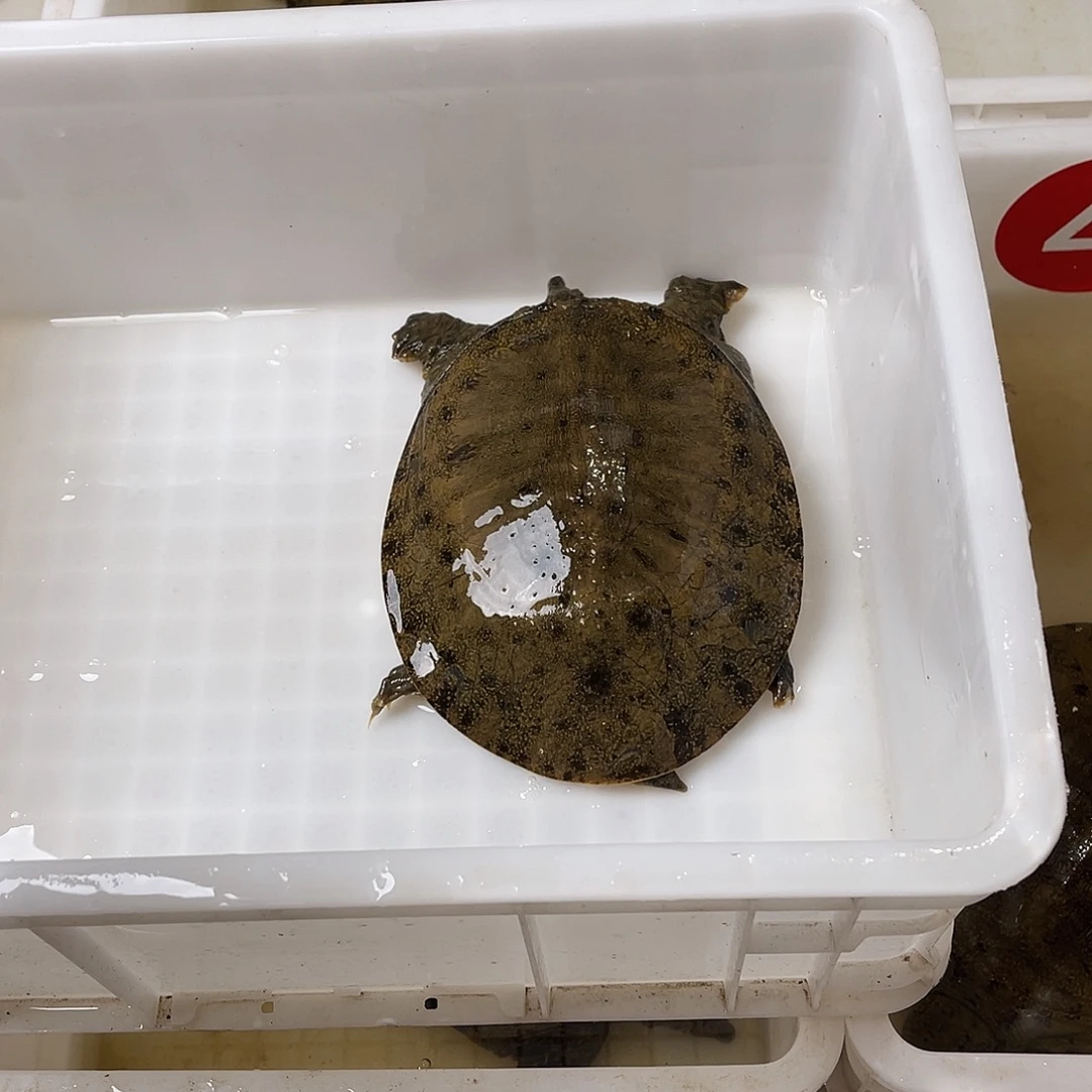 中国大陆现货甲鱼顺丰包邮