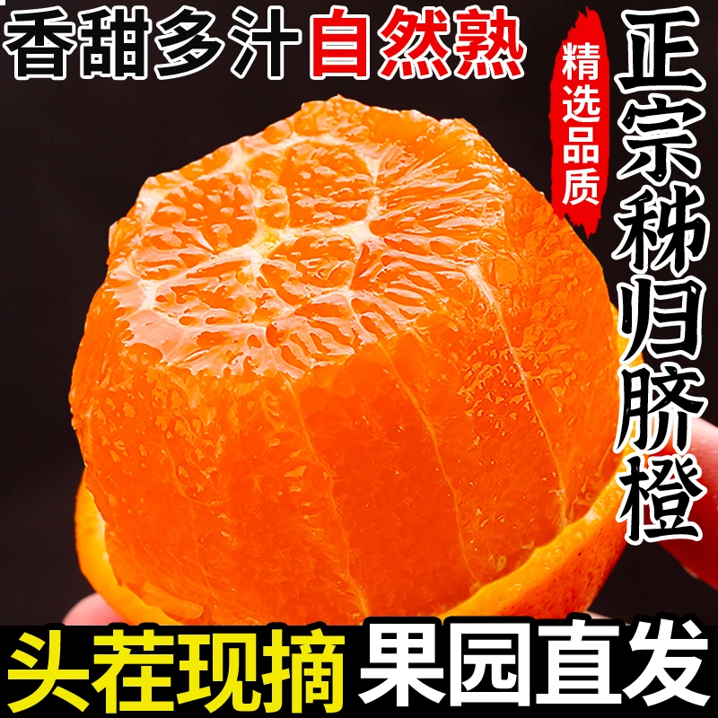 【亏本冲量】湖北秭归脐橙子新鲜水果当季高山手剥冰糖橙超甜果冻橙