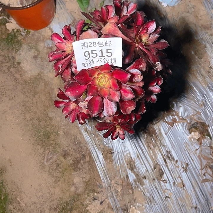 知***鯄9515魅力锦多肉植物