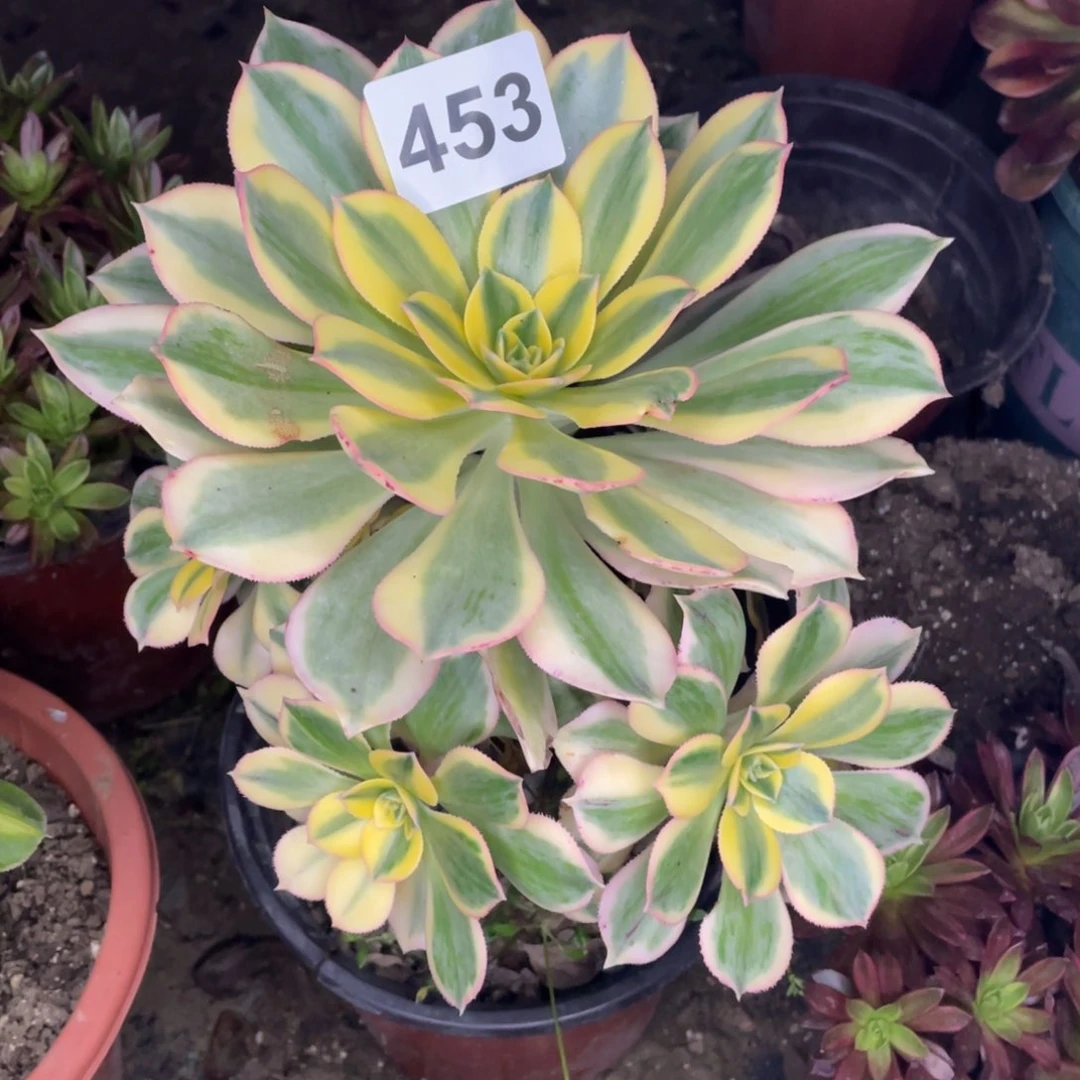 453号灿烂老庄子