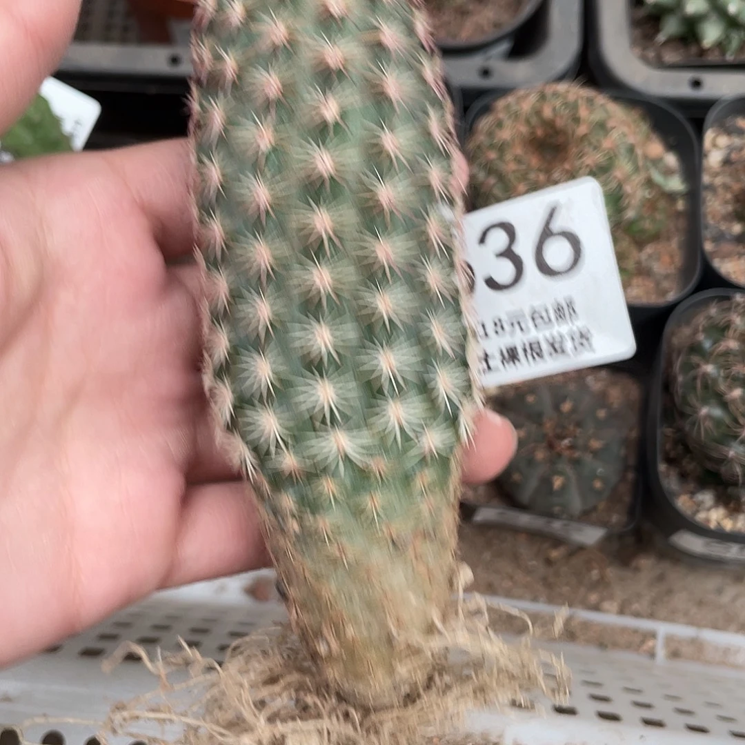 636锦御旗仙人球植物